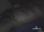 elenzo_ cam4 livecam show performer room profile
