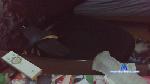 arata01 cam4 livecam show performer room profile