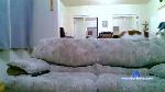 fitandhorny666 cam4 livecam show performer room profile