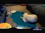 Max1135 cam4 livecam show performer room profile