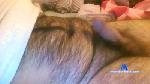 pienopieno00 cam4 livecam show performer room profile