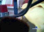 Chrysalis61 cam4 livecam show performer room profile