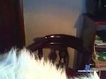 tino_sp cam4 livecam show performer room profile