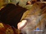 kerlekdeee cam4 livecam show performer room profile