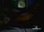 basa71 cam4 livecam show performer room profile