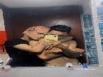 Felix_an_Alex cam4 livecam show performer room profile