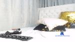 diannaxxx Camsoda livecam show performer room profile