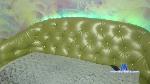alexsweettie Camsoda livecam show performer room profile