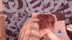 ritaelpis Camsoda livecam show performer room profile