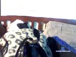 angel_rivera1975 chaturbate profile picture
