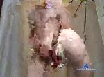 cumspray79 chaturbate profile picture