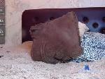 cutie_cu chaturbate profile picture