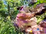 dajames69 chaturbate profile picture