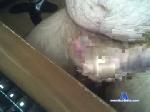 depressed_ape chaturbate profile picture