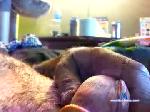 dirtymax2014 chaturbate profile picture