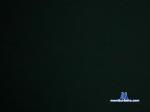 duft_pummel chaturbate profile picture
