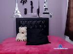 emmy_horny chaturbate profile picture