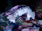 fernandoborba chaturbate profile picture