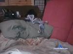 howdydutythomas chaturbate profile picture