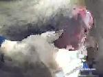hvc890 chaturbate profile picture