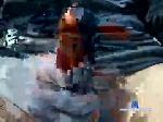 ilipazzo chaturbate profile picture
