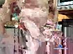 joerooster chaturbate profile picture