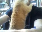josh72 chaturbate profile picture