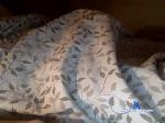 kc1206 chaturbate profile picture