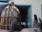 kukuku12345678 chaturbate profile picture