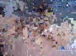 mego7801 chaturbate profile picture