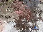 pedropablole chaturbate profile picture