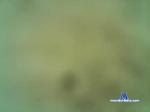 pompon1989 chaturbate profile picture