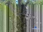 realkingcesar chaturbate profile picture