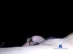 rickram728 chaturbate profile picture