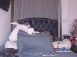 salomefox2 chaturbate profile picture