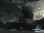 sem1113 chaturbate profile picture