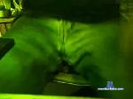 sucklicku chaturbate profile picture
