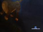 tjbear49 chaturbate profile picture