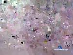 toxicmind007 chaturbate profile picture