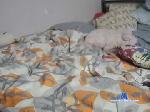 transgirl_izzy chaturbate profile picture