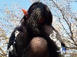 yelena-bowden flirt4free livecam show performer Helloooo. my name's Katrina and it's my first day here.:(