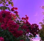 saka_kim stripchat livecam show performer room profile