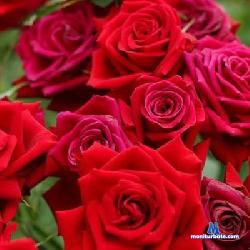 TinaParker_ stripchat livecam performer profile