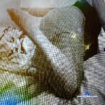 BrittanySheers stripchat livecam show performer room profile