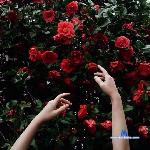 AthenaxxxLuciano stripchat livecam show performer room profile