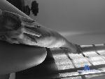 Pixara stripchat livecam show performer room profile