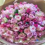 Vivi_Pink stripchat livecam show performer room profile