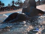 ibizababy stripchat livecam show performer room profile