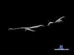 AriannaMarrie stripchat livecam show performer room profile