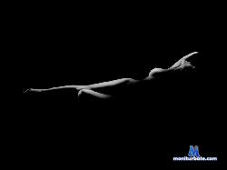 AriannaMarrie stripchat livecam performer profile